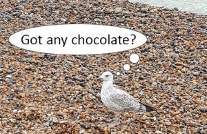 Brighton Seagull "Got any chocolate?"
